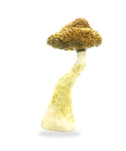 Buy olden teacher mushrooms