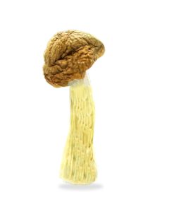 Penis Envy Shrooms