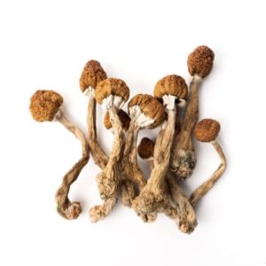 Dried magic mushrooms