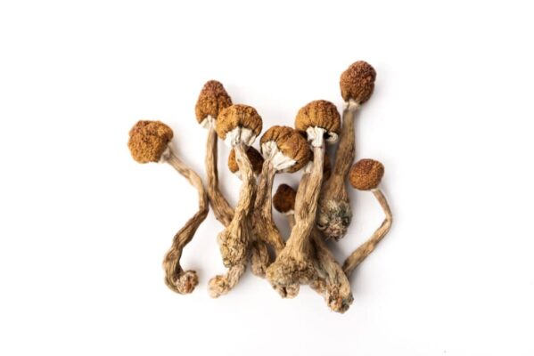 Dried magic mushrooms
